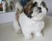 Gratis maravilloso shih tzu cachorros