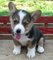 Gratis Maravillosos perritos del corgi galés del pembroke - Foto 1