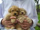 Gratis Miniatura caniche cachorros listo - Foto 1