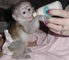 Gratis mono capuchino inteligente