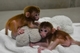 Gratis Monos capuchinos, monos araña, monos ardilla, chimpancés, - Foto 1