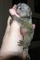 Gratis Monos marmoset bebé disponible - Foto 1