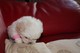 Gratis Mujer Bichon Frise listo ahora para su adopción - Foto 2