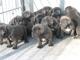 Gratis napolitanos mastiff cachorros dispon