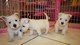 Gratis oeste terrier terrier cachorros