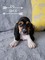 Gratis Pedigree Basset Hound cachorros para adopción - Foto 1
