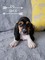 Gratis pedigree basset hound cachorros para adopción