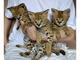 Gratis precioso serval y f1 savannah gatitos disponible