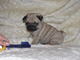 Gratis pug perritos disponible - Foto 1