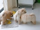 Gratis (puros) cachorros perro chino - Foto 1