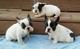 Gratis Regalo bulldog Frances cachorros - Foto 1