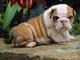 Gratis regalo bulldog ingles cachorros