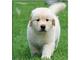 Gratis Regalo Cachorro Golden Retriever adopcion - Foto 1