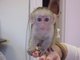 Gratis regalo mono capuchino en adopcion