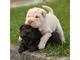 Gratis Regalo Shar pei cachorros - Foto 1