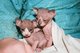 Gratis Regalo sphynx gatitos para su la adopcion - Foto 1