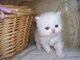 Gratis registrados persa gatito para su la adopción