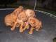 Gratis rhodesian ridgeback cachorros