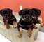 Gratis rottweiler perritos disponible - Foto 1