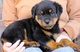 Gratis rottweiler perritos disponible