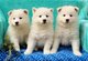 Gratis samoyedo cachorros !