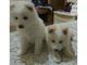 Gratis Samoyedo cachorros disponible - Foto 1