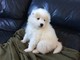 Gratis samoyedo Cachorros listo! - Foto 1