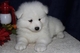 Gratis Samoyedo perritos listo - Foto 1