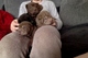 Gratis shar pei registrados cachorros