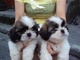 Gratis shih tzu cachorros