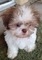 Gratis shih tzu cachorros disponible