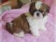 Gratis shih tzu cachorros listo!