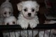 Gratis Soppy Handsome Toy Poodle Dna Prueba Clara para su adopció - Foto 2