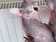 Gratis sphynx gatitos disponible