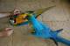 Gratis super tame azul y oro macaw
