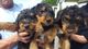 Gratis terrier airedale perritos - Foto 1