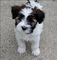 Gratis tibetano Terrier perritos - Foto 1