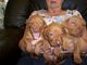 Gratis vizsla hungara perritos listo