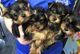 Gratis yorkshire terrier