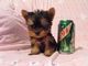 Gratis yorkshire terrier perritos - Foto 1