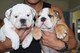 Impresionantes cachorros bulldog