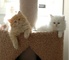 Impresionantes gatitos persas magníficos 