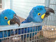 Loro hermoso del macaw del bebé