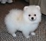 Lovely pomerian puppies para una buena casa