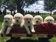 Lovely samoyed puppies for sale