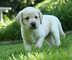 Macho y hembra cachorros labrador listo para casa nueva