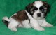 Macho y hembra Shih Tzu cachorro - Foto 1