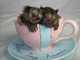 Monos marmotas para su adopción