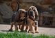 Perritos de Bloodhound - Foto 1