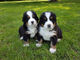 ¡perritos hermosos del perro de montaña de bernese!